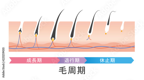 毛周期　ヘアサイクル