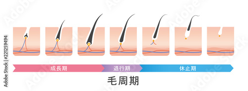 毛周期　ヘアサイクル
