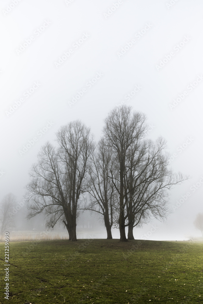 Group Of Trees Beside A Misty Lake First Thing In The Morning Group Of Trees Beside A Misty Lake First Thing In The Morning