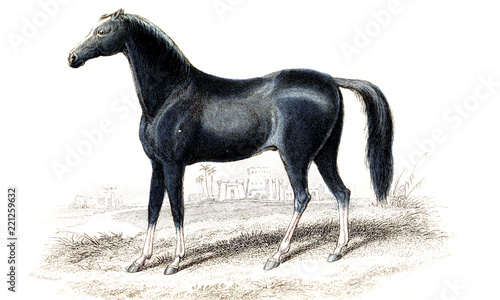 Obraz na płótnie ilustracja konia