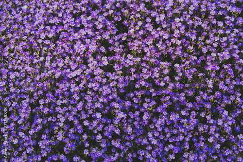 Vibrant purple violet flowers