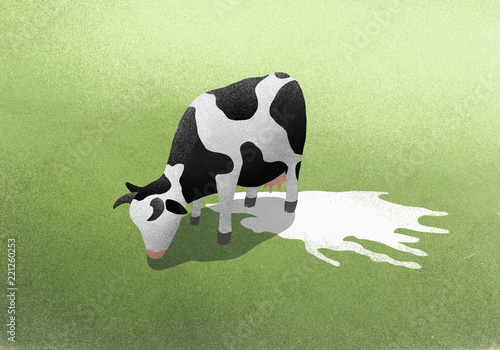 Milk puddle below grazing cow photo