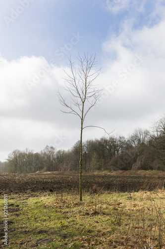 Lonely Tree Standing In Open Field