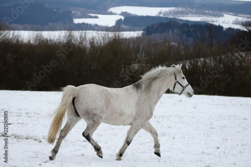White horse in the snow © Michaela