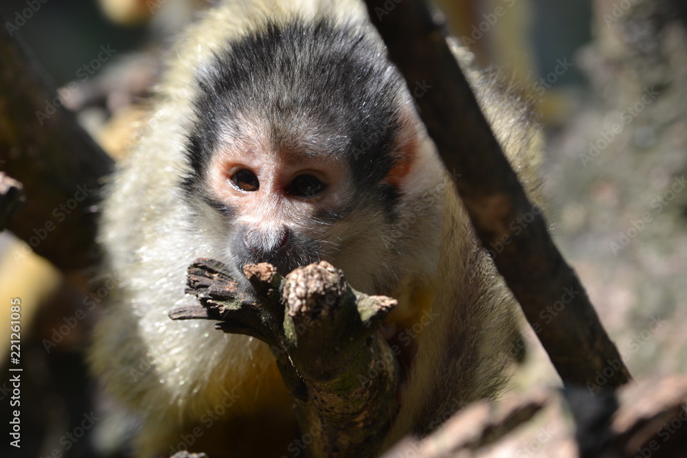 Obraz premium Affe Nahaufnahme