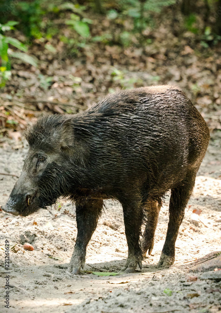 Wild boar male feeding in the jungle Wild boar male feeding in the jungle