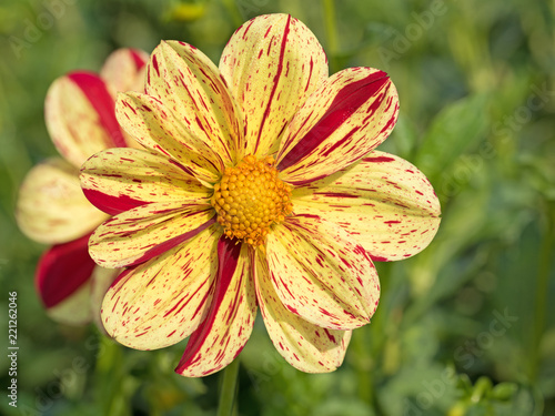Fototapeta Naklejka Na Ścianę i Meble -  Gelb-rote Dahlie, Dahlias