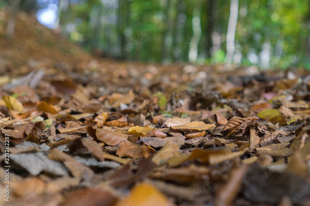 Autumn foliage in the forest, ground-level image