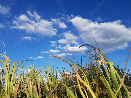 Maisfeld vor blauem Himmel