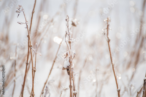 grass and flowers covered with sparkling ice in a winter forest glade. a gentle artistic photo.   © Ann Stryzhekin