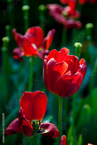 withering tulips