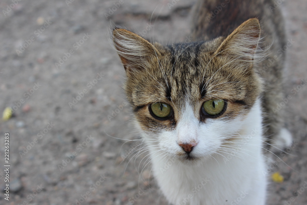 cat's face cat's face