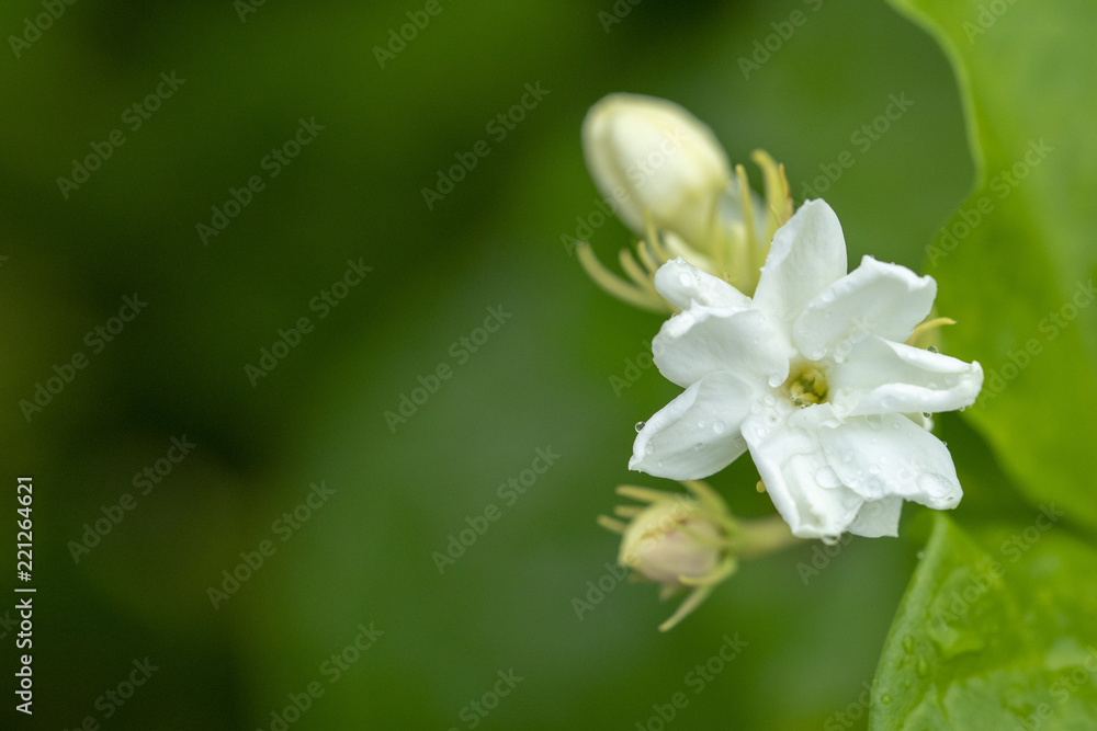 Jasmine flower is a symbol for Thailand Mother's Day.