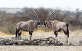 Oryx at a waterhole, Kalahari desert
