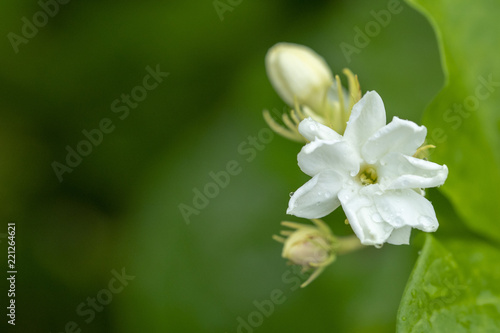 Jasmine flower is a symbol for Thailand Mother's Day. © SIMONE