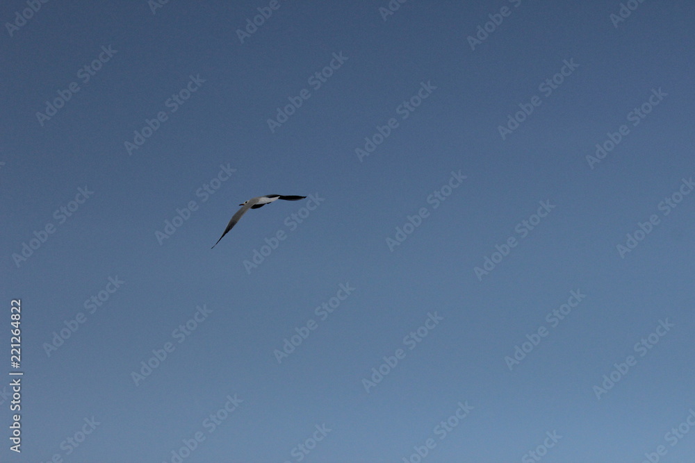 Seagull on the background of the sky Seagull on the background of the sky