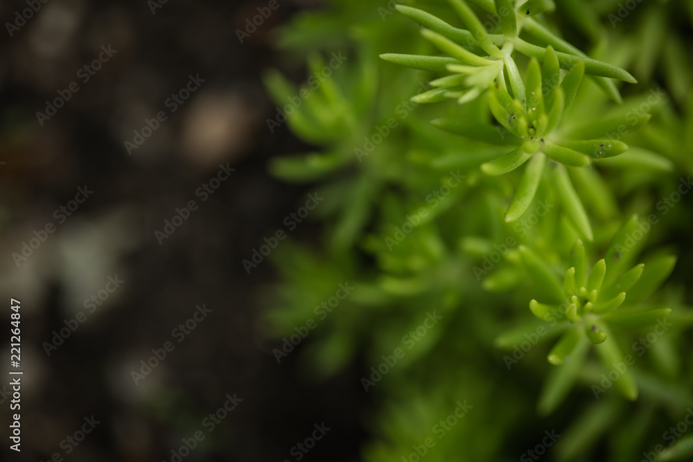 花 セダム 花 セダム