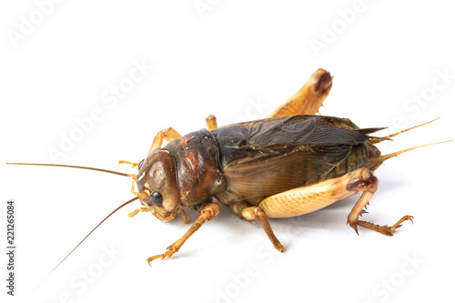 Big brown cricket insect isolate on white background