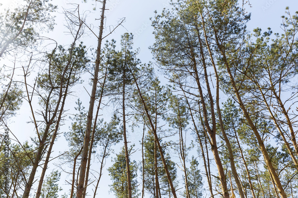 Trees Waving High Above In The Wind Trees Waving High Above In The Wind