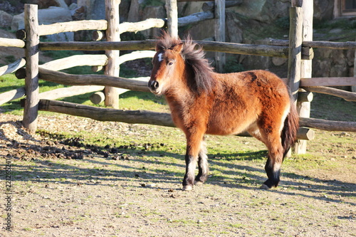 Wild shetland pony