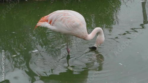 Flamingo, filtering water through its upside down beak, to get the blue green algae it thrives on.