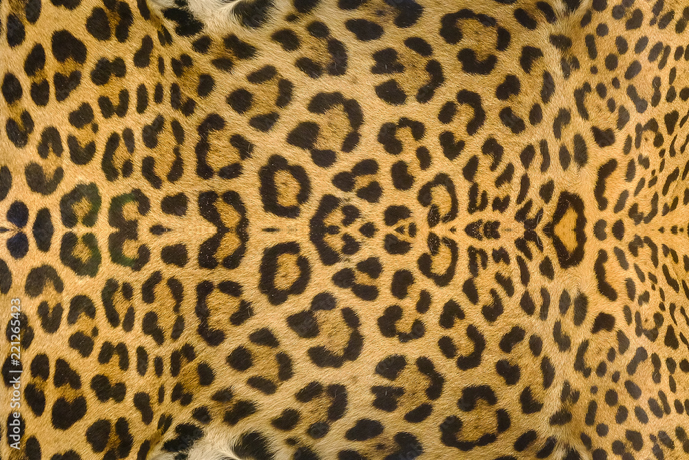 Jaguar, leopard and ocelot skin texture background Jaguar, leopard and ocelot skin texture background