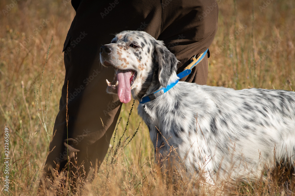 Profile view of Pointer dog with owner and tongue out