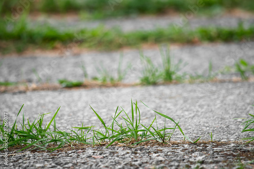 Grass grows on the asphalt