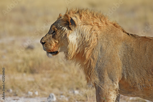 Fototapeta Naklejka Na Ścianę i Meble -  Löwenmännchen (panthera leo) im Etosha Nationalpark in Namibia