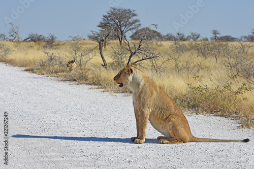 Fototapeta Naklejka Na Ścianę i Meble -  Löwe (panthera leo) auf der Straße im Etosha Nationalpark in Namibia