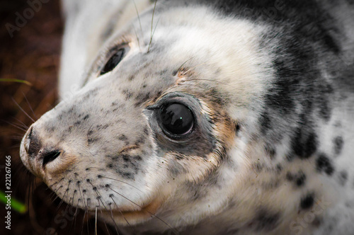 Portrait of baby seal lying on the beach at Donna Nook Seal Colony, UK