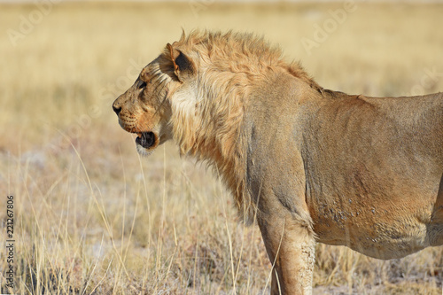 Fototapeta Naklejka Na Ścianę i Meble -  Löwenmännchen (panthera leo) im Etosha Nationalpark in Namibia
