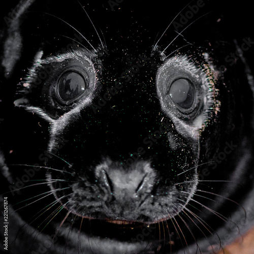 Baby seal lying on the beach at Donna Nook Seal Colony, UK