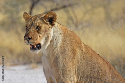 Fototapeta Naklejka Na Ścianę i Meble -  Löwenweibchen (panthera leo) im Etosha Nationalpark in Namibia