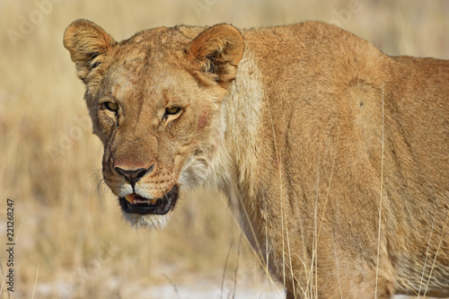 Fototapeta Naklejka Na Ścianę i Meble -  Löwenweibchen  (panthera leo) im Etosha Nationalpark (Namibia)