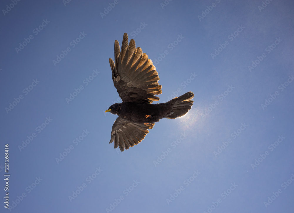 Obraz premium Alpine Chough flying in sunshien