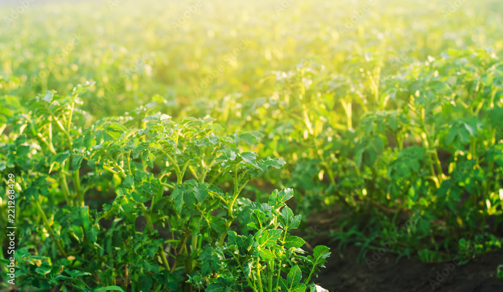 Obraz premium Potato plantations grow in the field. fresh healthy organic vegetables. farmlands agriculture.