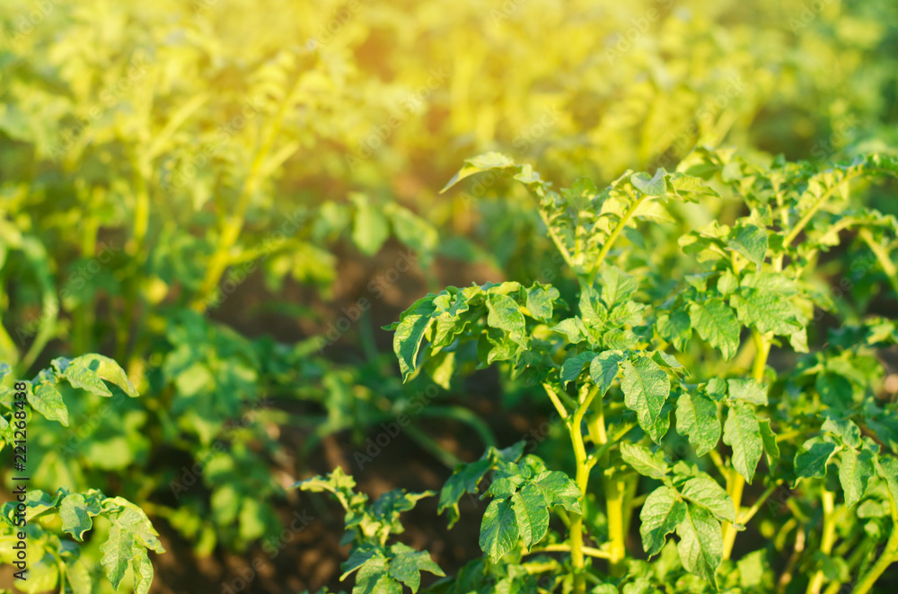 Potato plantations grow in the field. fresh healthy organic vegetables. farmlands agriculture. Potato plantations grow in the field. fresh healthy organic vegetables. farmlands agriculture.