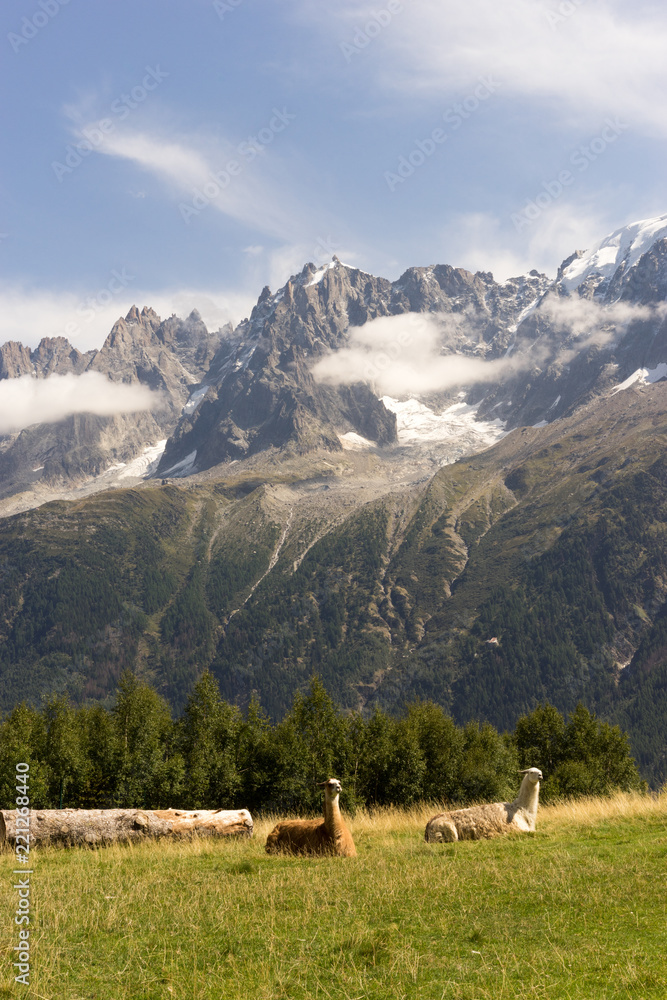 Two lamas in the field in Alps, France Two lamas in the field in Alps, France