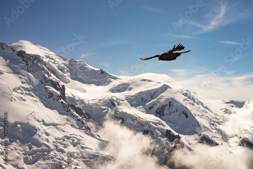 Alpine chough flying above snowy mountain © Daco