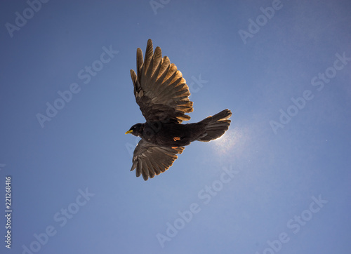 Alpine Chough flying in sunshien © Daco