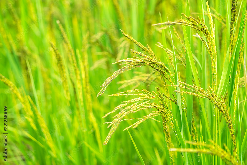 Organic paddy rice. Close up of rice ear on plantation in the morning background. Organic paddy rice. Close up of rice ear on plantation in the morning background.