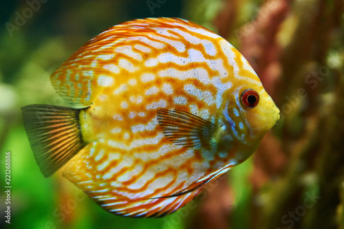 Aquarium fish discus close-up. Toned