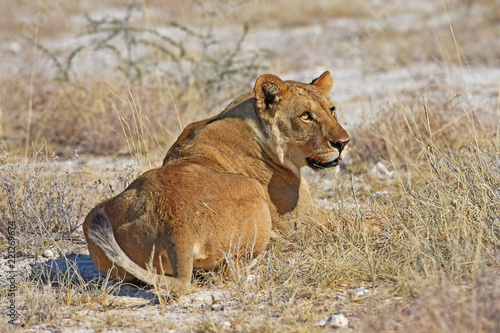 Fototapeta Naklejka Na Ścianę i Meble -  Löwenweibchen  (panthera leo) im Etosha Nationalpark (Namibia)