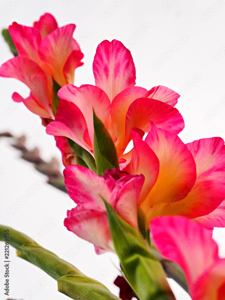 The height of summer, summer flowers filled the whole space with their brightly colored colors. Gladiolus as a candle threw out his sprout with wonderful colors of a crane color