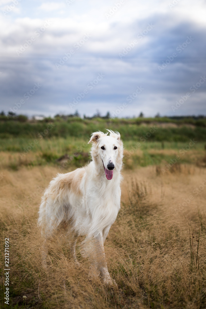 Portrait of gorgeous and elegant beige russian borzoi dog standing in the field Portrait of gorgeous and elegant beige russian borzoi dog standing in the field