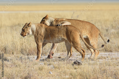Fototapeta Naklejka Na Ścianę i Meble -  Löwinnen durchstreifen die Savanne im Etosha Nationalpark in Namibia