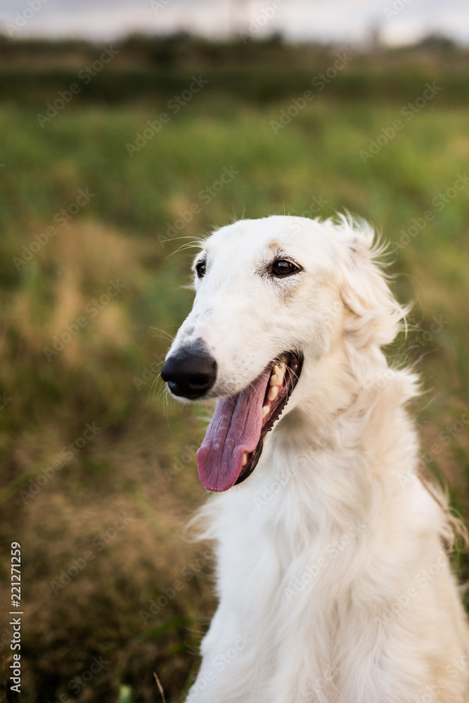 Profile Portrait of gorgeous and happy russian borzoi dog in the field at sunset Profile Portrait of gorgeous and happy russian borzoi dog in the field at sunset