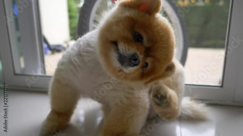 slow motion, cute pomeranian dog scratching head