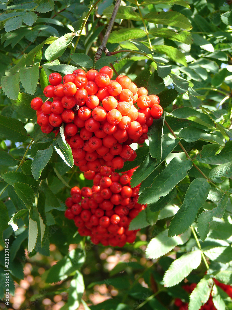 Cluster of a rowan in the autumn Cluster of a rowan in the autumn